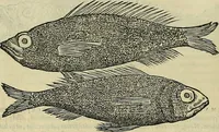 An illustration from Petri Andreae Matthioli Senensis serenissimi Principis Ferdinandi Archiducis Austriae & c., Medici, Commentarii secundo aucti : in libros sex Pedacii Dioscoridis Anazarbei de medica materia. Adiectis quàm plurimis plantarum, & animalium imaginibus quae in priore editione non habentur, eodem authore : his accessit eiusdem apologia adversus Amathum Lusitanum cum censura in eiusdem enarrationes (1558)