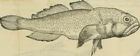 An illustration from Petri Andreae Matthioli Senensis serenissimi Principis Ferdinandi Archiducis Austriae & c., Medici, Commentarii secundo aucti : in libros sex Pedacii Dioscoridis Anazarbei de medica materia. Adiectis quàm plurimis plantarum, & animalium imaginibus quae in priore editione non habentur, eodem authore : his accessit eiusdem apologia adversus Amathum Lusitanum cum censura in eiusdem enarrationes (1558)