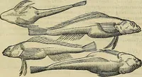 An illustration from Petri Andreae Matthioli Senensis serenissimi Principis Ferdinandi Archiducis Austriae & c., Medici, Commentarii secundo aucti : in libros sex Pedacii Dioscoridis Anazarbei de medica materia. Adiectis quàm plurimis plantarum, & animalium imaginibus quae in priore editione non habentur, eodem authore : his accessit eiusdem apologia adversus Amathum Lusitanum cum censura in eiusdem enarrationes (1558)