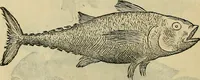 An illustration from Petri Andreae Matthioli Senensis serenissimi Principis Ferdinandi Archiducis Austriae & c., Medici, Commentarii secundo aucti : in libros sex Pedacii Dioscoridis Anazarbei de medica materia. Adiectis quàm plurimis plantarum, & animalium imaginibus quae in priore editione non habentur, eodem authore : his accessit eiusdem apologia adversus Amathum Lusitanum cum censura in eiusdem enarrationes (1558)