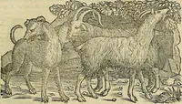 An illustration from Petri Andreae Matthioli Senensis serenissimi Principis Ferdinandi Archiducis Austriae & c., Medici, Commentarii secundo aucti : in libros sex Pedacii Dioscoridis Anazarbei de medica materia. Adiectis quàm plurimis plantarum, & animalium imaginibus quae in priore editione non habentur, eodem authore : his accessit eiusdem apologia adversus Amathum Lusitanum cum censura in eiusdem enarrationes (1558)
