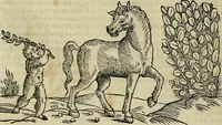 An illustration from Petri Andreae Matthioli Senensis serenissimi Principis Ferdinandi Archiducis Austriae & c., Medici, Commentarii secundo aucti : in libros sex Pedacii Dioscoridis Anazarbei de medica materia. Adiectis quàm plurimis plantarum, & animalium imaginibus quae in priore editione non habentur, eodem authore : his accessit eiusdem apologia adversus Amathum Lusitanum cum censura in eiusdem enarrationes (1558)