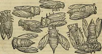 An illustration from Petri Andreae Matthioli Senensis serenissimi Principis Ferdinandi Archiducis Austriae & c., Medici, Commentarii secundo aucti : in libros sex Pedacii Dioscoridis Anazarbei de medica materia. Adiectis quàm plurimis plantarum, & animalium imaginibus quae in priore editione non habentur, eodem authore : his accessit eiusdem apologia adversus Amathum Lusitanum cum censura in eiusdem enarrationes (1558)