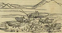 An illustration from Petri Andreae Matthioli Senensis serenissimi Principis Ferdinandi Archiducis Austriae & c., Medici, Commentarii secundo aucti : in libros sex Pedacii Dioscoridis Anazarbei de medica materia. Adiectis quàm plurimis plantarum, & animalium imaginibus quae in priore editione non habentur, eodem authore : his accessit eiusdem apologia adversus Amathum Lusitanum cum censura in eiusdem enarrationes (1558)