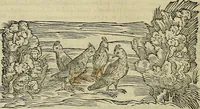 An illustration from Petri Andreae Matthioli Senensis serenissimi Principis Ferdinandi Archiducis Austriae & c., Medici, Commentarii secundo aucti : in libros sex Pedacii Dioscoridis Anazarbei de medica materia. Adiectis quàm plurimis plantarum, & animalium imaginibus quae in priore editione non habentur, eodem authore : his accessit eiusdem apologia adversus Amathum Lusitanum cum censura in eiusdem enarrationes (1558)