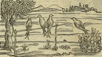An illustration from Petri Andreae Matthioli Senensis serenissimi Principis Ferdinandi Archiducis Austriae & c., Medici, Commentarii secundo aucti : in libros sex Pedacii Dioscoridis Anazarbei de medica materia. Adiectis quàm plurimis plantarum, & animalium imaginibus quae in priore editione non habentur, eodem authore : his accessit eiusdem apologia adversus Amathum Lusitanum cum censura in eiusdem enarrationes (1558)