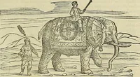 An illustration from Petri Andreae Matthioli Senensis serenissimi Principis Ferdinandi Archiducis Austriae & c., Medici, Commentarii secundo aucti : in libros sex Pedacii Dioscoridis Anazarbei de medica materia. Adiectis quàm plurimis plantarum, & animalium imaginibus quae in priore editione non habentur, eodem authore : his accessit eiusdem apologia adversus Amathum Lusitanum cum censura in eiusdem enarrationes (1558)