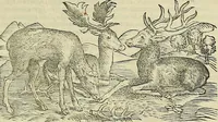 Picture 181 of 711 from Petri Andreae Matthioli Senensis serenissimi Principis Ferdinandi Archiducis Austriae & c., Medici, Commentarii secundo aucti : in libros sex Pedacii Dioscoridis Anazarbei de medica materia. Adiectis quàm plurimis plantarum, & animalium imaginibus quae in priore editione non habentur, eodem authore : his accessit eiusdem apologia adversus Amathum Lusitanum cum censura in eiusdem enarrationes (1558), leaf 320