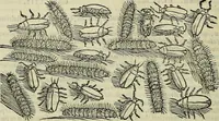 An illustration from Petri Andreae Matthioli Senensis serenissimi Principis Ferdinandi Archiducis Austriae & c., Medici, Commentarii secundo aucti : in libros sex Pedacii Dioscoridis Anazarbei de medica materia. Adiectis quàm plurimis plantarum, & animalium imaginibus quae in priore editione non habentur, eodem authore : his accessit eiusdem apologia adversus Amathum Lusitanum cum censura in eiusdem enarrationes (1558)