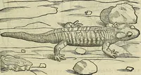 An illustration from Petri Andreae Matthioli Senensis serenissimi Principis Ferdinandi Archiducis Austriae & c., Medici, Commentarii secundo aucti : in libros sex Pedacii Dioscoridis Anazarbei de medica materia. Adiectis quàm plurimis plantarum, & animalium imaginibus quae in priore editione non habentur, eodem authore : his accessit eiusdem apologia adversus Amathum Lusitanum cum censura in eiusdem enarrationes (1558)