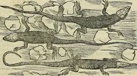 An illustration from Petri Andreae Matthioli Senensis serenissimi Principis Ferdinandi Archiducis Austriae & c., Medici, Commentarii secundo aucti : in libros sex Pedacii Dioscoridis Anazarbei de medica materia. Adiectis quàm plurimis plantarum, & animalium imaginibus quae in priore editione non habentur, eodem authore : his accessit eiusdem apologia adversus Amathum Lusitanum cum censura in eiusdem enarrationes (1558)