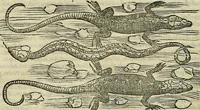 An illustration from Petri Andreae Matthioli Senensis serenissimi Principis Ferdinandi Archiducis Austriae & c., Medici, Commentarii secundo aucti : in libros sex Pedacii Dioscoridis Anazarbei de medica materia. Adiectis quàm plurimis plantarum, & animalium imaginibus quae in priore editione non habentur, eodem authore : his accessit eiusdem apologia adversus Amathum Lusitanum cum censura in eiusdem enarrationes (1558)