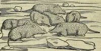 Picture 188 of 711 from Petri Andreae Matthioli Senensis serenissimi Principis Ferdinandi Archiducis Austriae & c., Medici, Commentarii secundo aucti : in libros sex Pedacii Dioscoridis Anazarbei de medica materia. Adiectis quàm plurimis plantarum, & animalium imaginibus quae in priore editione non habentur, eodem authore : his accessit eiusdem apologia adversus Amathum Lusitanum cum censura in eiusdem enarrationes (1558), leaf 329