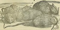 Picture 189 of 711 from Petri Andreae Matthioli Senensis serenissimi Principis Ferdinandi Archiducis Austriae & c., Medici, Commentarii secundo aucti : in libros sex Pedacii Dioscoridis Anazarbei de medica materia. Adiectis quàm plurimis plantarum, & animalium imaginibus quae in priore editione non habentur, eodem authore : his accessit eiusdem apologia adversus Amathum Lusitanum cum censura in eiusdem enarrationes (1558), leaf 330