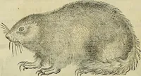 An illustration from Petri Andreae Matthioli Senensis serenissimi Principis Ferdinandi Archiducis Austriae & c., Medici, Commentarii secundo aucti : in libros sex Pedacii Dioscoridis Anazarbei de medica materia. Adiectis quàm plurimis plantarum, & animalium imaginibus quae in priore editione non habentur, eodem authore : his accessit eiusdem apologia adversus Amathum Lusitanum cum censura in eiusdem enarrationes (1558)