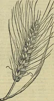 An illustration from Petri Andreae Matthioli Senensis serenissimi Principis Ferdinandi Archiducis Austriae & c., Medici, Commentarii secundo aucti : in libros sex Pedacii Dioscoridis Anazarbei de medica materia. Adiectis quàm plurimis plantarum, & animalium imaginibus quae in priore editione non habentur, eodem authore : his accessit eiusdem apologia adversus Amathum Lusitanum cum censura in eiusdem enarrationes (1558)