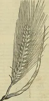Picture 195 of 711 from Petri Andreae Matthioli Senensis serenissimi Principis Ferdinandi Archiducis Austriae & c., Medici, Commentarii secundo aucti : in libros sex Pedacii Dioscoridis Anazarbei de medica materia. Adiectis quàm plurimis plantarum, & animalium imaginibus quae in priore editione non habentur, eodem authore : his accessit eiusdem apologia adversus Amathum Lusitanum cum censura in eiusdem enarrationes (1558), leaf 353