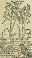 Picture 197 of 711 from Petri Andreae Matthioli Senensis serenissimi Principis Ferdinandi Archiducis Austriae & c., Medici, Commentarii secundo aucti : in libros sex Pedacii Dioscoridis Anazarbei de medica materia. Adiectis quàm plurimis plantarum, & animalium imaginibus quae in priore editione non habentur, eodem authore : his accessit eiusdem apologia adversus Amathum Lusitanum cum censura in eiusdem enarrationes (1558), leaf 356