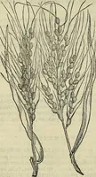 An illustration from Petri Andreae Matthioli Senensis serenissimi Principis Ferdinandi Archiducis Austriae & c., Medici, Commentarii secundo aucti : in libros sex Pedacii Dioscoridis Anazarbei de medica materia. Adiectis quàm plurimis plantarum, & animalium imaginibus quae in priore editione non habentur, eodem authore : his accessit eiusdem apologia adversus Amathum Lusitanum cum censura in eiusdem enarrationes (1558)