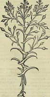 An illustration from Petri Andreae Matthioli Senensis serenissimi Principis Ferdinandi Archiducis Austriae & c., Medici, Commentarii secundo aucti : in libros sex Pedacii Dioscoridis Anazarbei de medica materia. Adiectis quàm plurimis plantarum, & animalium imaginibus quae in priore editione non habentur, eodem authore : his accessit eiusdem apologia adversus Amathum Lusitanum cum censura in eiusdem enarrationes (1558)
