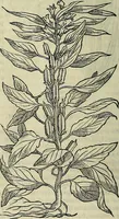 An illustration from Petri Andreae Matthioli Senensis serenissimi Principis Ferdinandi Archiducis Austriae & c., Medici, Commentarii secundo aucti : in libros sex Pedacii Dioscoridis Anazarbei de medica materia. Adiectis quàm plurimis plantarum, & animalium imaginibus quae in priore editione non habentur, eodem authore : his accessit eiusdem apologia adversus Amathum Lusitanum cum censura in eiusdem enarrationes (1558)