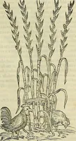 An illustration from Petri Andreae Matthioli Senensis serenissimi Principis Ferdinandi Archiducis Austriae & c., Medici, Commentarii secundo aucti : in libros sex Pedacii Dioscoridis Anazarbei de medica materia. Adiectis quàm plurimis plantarum, & animalium imaginibus quae in priore editione non habentur, eodem authore : his accessit eiusdem apologia adversus Amathum Lusitanum cum censura in eiusdem enarrationes (1558)
