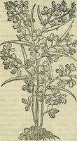 An illustration from Petri Andreae Matthioli Senensis serenissimi Principis Ferdinandi Archiducis Austriae & c., Medici, Commentarii secundo aucti : in libros sex Pedacii Dioscoridis Anazarbei de medica materia. Adiectis quàm plurimis plantarum, & animalium imaginibus quae in priore editione non habentur, eodem authore : his accessit eiusdem apologia adversus Amathum Lusitanum cum censura in eiusdem enarrationes (1558)