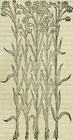 Picture 205 of 711 from Petri Andreae Matthioli Senensis serenissimi Principis Ferdinandi Archiducis Austriae & c., Medici, Commentarii secundo aucti : in libros sex Pedacii Dioscoridis Anazarbei de medica materia. Adiectis quàm plurimis plantarum, & animalium imaginibus quae in priore editione non habentur, eodem authore : his accessit eiusdem apologia adversus Amathum Lusitanum cum censura in eiusdem enarrationes (1558), leaf 362