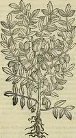 An illustration from Petri Andreae Matthioli Senensis serenissimi Principis Ferdinandi Archiducis Austriae & c., Medici, Commentarii secundo aucti : in libros sex Pedacii Dioscoridis Anazarbei de medica materia. Adiectis quàm plurimis plantarum, & animalium imaginibus quae in priore editione non habentur, eodem authore : his accessit eiusdem apologia adversus Amathum Lusitanum cum censura in eiusdem enarrationes (1558)