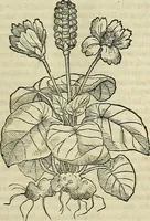 Picture 208 of 711 from Petri Andreae Matthioli Senensis serenissimi Principis Ferdinandi Archiducis Austriae & c., Medici, Commentarii secundo aucti : in libros sex Pedacii Dioscoridis Anazarbei de medica materia. Adiectis quàm plurimis plantarum, & animalium imaginibus quae in priore editione non habentur, eodem authore : his accessit eiusdem apologia adversus Amathum Lusitanum cum censura in eiusdem enarrationes (1558), leaf 364