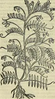 An illustration from Petri Andreae Matthioli Senensis serenissimi Principis Ferdinandi Archiducis Austriae & c., Medici, Commentarii secundo aucti : in libros sex Pedacii Dioscoridis Anazarbei de medica materia. Adiectis quàm plurimis plantarum, & animalium imaginibus quae in priore editione non habentur, eodem authore : his accessit eiusdem apologia adversus Amathum Lusitanum cum censura in eiusdem enarrationes (1558)