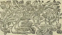 An illustration from Petri Andreae Matthioli Senensis serenissimi Principis Ferdinandi Archiducis Austriae & c., Medici, Commentarii secundo aucti : in libros sex Pedacii Dioscoridis Anazarbei de medica materia. Adiectis quàm plurimis plantarum, & animalium imaginibus quae in priore editione non habentur, eodem authore : his accessit eiusdem apologia adversus Amathum Lusitanum cum censura in eiusdem enarrationes (1558)
