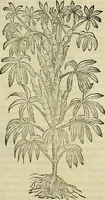 Picture 212 of 711 from Petri Andreae Matthioli Senensis serenissimi Principis Ferdinandi Archiducis Austriae & c., Medici, Commentarii secundo aucti : in libros sex Pedacii Dioscoridis Anazarbei de medica materia. Adiectis quàm plurimis plantarum, & animalium imaginibus quae in priore editione non habentur, eodem authore : his accessit eiusdem apologia adversus Amathum Lusitanum cum censura in eiusdem enarrationes (1558), leaf 368