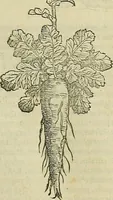 Picture 215 of 711 from Petri Andreae Matthioli Senensis serenissimi Principis Ferdinandi Archiducis Austriae & c., Medici, Commentarii secundo aucti : in libros sex Pedacii Dioscoridis Anazarbei de medica materia. Adiectis quàm plurimis plantarum, & animalium imaginibus quae in priore editione non habentur, eodem authore : his accessit eiusdem apologia adversus Amathum Lusitanum cum censura in eiusdem enarrationes (1558), leaf 370
