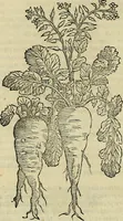 Picture 216 of 711 from Petri Andreae Matthioli Senensis serenissimi Principis Ferdinandi Archiducis Austriae & c., Medici, Commentarii secundo aucti : in libros sex Pedacii Dioscoridis Anazarbei de medica materia. Adiectis quàm plurimis plantarum, & animalium imaginibus quae in priore editione non habentur, eodem authore : his accessit eiusdem apologia adversus Amathum Lusitanum cum censura in eiusdem enarrationes (1558), leaf 371