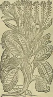 Picture 217 of 711 from Petri Andreae Matthioli Senensis serenissimi Principis Ferdinandi Archiducis Austriae & c., Medici, Commentarii secundo aucti : in libros sex Pedacii Dioscoridis Anazarbei de medica materia. Adiectis quàm plurimis plantarum, & animalium imaginibus quae in priore editione non habentur, eodem authore : his accessit eiusdem apologia adversus Amathum Lusitanum cum censura in eiusdem enarrationes (1558), leaf 371
