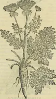An illustration from Petri Andreae Matthioli Senensis serenissimi Principis Ferdinandi Archiducis Austriae & c., Medici, Commentarii secundo aucti : in libros sex Pedacii Dioscoridis Anazarbei de medica materia. Adiectis quàm plurimis plantarum, & animalium imaginibus quae in priore editione non habentur, eodem authore : his accessit eiusdem apologia adversus Amathum Lusitanum cum censura in eiusdem enarrationes (1558)