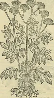 Picture 219 of 711 from Petri Andreae Matthioli Senensis serenissimi Principis Ferdinandi Archiducis Austriae & c., Medici, Commentarii secundo aucti : in libros sex Pedacii Dioscoridis Anazarbei de medica materia. Adiectis quàm plurimis plantarum, & animalium imaginibus quae in priore editione non habentur, eodem authore : his accessit eiusdem apologia adversus Amathum Lusitanum cum censura in eiusdem enarrationes (1558), leaf 372