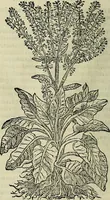 Picture 223 of 711 from Petri Andreae Matthioli Senensis serenissimi Principis Ferdinandi Archiducis Austriae & c., Medici, Commentarii secundo aucti : in libros sex Pedacii Dioscoridis Anazarbei de medica materia. Adiectis quàm plurimis plantarum, & animalium imaginibus quae in priore editione non habentur, eodem authore : his accessit eiusdem apologia adversus Amathum Lusitanum cum censura in eiusdem enarrationes (1558), leaf 373
