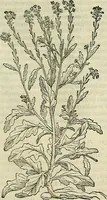 Picture 224 of 711 from Petri Andreae Matthioli Senensis serenissimi Principis Ferdinandi Archiducis Austriae & c., Medici, Commentarii secundo aucti : in libros sex Pedacii Dioscoridis Anazarbei de medica materia. Adiectis quàm plurimis plantarum, & animalium imaginibus quae in priore editione non habentur, eodem authore : his accessit eiusdem apologia adversus Amathum Lusitanum cum censura in eiusdem enarrationes (1558), leaf 374