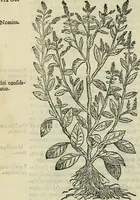 An illustration from Petri Andreae Matthioli Senensis serenissimi Principis Ferdinandi Archiducis Austriae & c., Medici, Commentarii secundo aucti : in libros sex Pedacii Dioscoridis Anazarbei de medica materia. Adiectis quàm plurimis plantarum, & animalium imaginibus quae in priore editione non habentur, eodem authore : his accessit eiusdem apologia adversus Amathum Lusitanum cum censura in eiusdem enarrationes (1558)