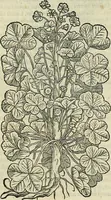 An illustration from Petri Andreae Matthioli Senensis serenissimi Principis Ferdinandi Archiducis Austriae & c., Medici, Commentarii secundo aucti : in libros sex Pedacii Dioscoridis Anazarbei de medica materia. Adiectis quàm plurimis plantarum, & animalium imaginibus quae in priore editione non habentur, eodem authore : his accessit eiusdem apologia adversus Amathum Lusitanum cum censura in eiusdem enarrationes (1558)