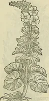 Picture 227 of 711 from Petri Andreae Matthioli Senensis serenissimi Principis Ferdinandi Archiducis Austriae & c., Medici, Commentarii secundo aucti : in libros sex Pedacii Dioscoridis Anazarbei de medica materia. Adiectis quàm plurimis plantarum, & animalium imaginibus quae in priore editione non habentur, eodem authore : his accessit eiusdem apologia adversus Amathum Lusitanum cum censura in eiusdem enarrationes (1558), leaf 376