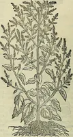 An illustration from Petri Andreae Matthioli Senensis serenissimi Principis Ferdinandi Archiducis Austriae & c., Medici, Commentarii secundo aucti : in libros sex Pedacii Dioscoridis Anazarbei de medica materia. Adiectis quàm plurimis plantarum, & animalium imaginibus quae in priore editione non habentur, eodem authore : his accessit eiusdem apologia adversus Amathum Lusitanum cum censura in eiusdem enarrationes (1558)