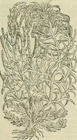 Picture 232 of 711 from Petri Andreae Matthioli Senensis serenissimi Principis Ferdinandi Archiducis Austriae & c., Medici, Commentarii secundo aucti : in libros sex Pedacii Dioscoridis Anazarbei de medica materia. Adiectis quàm plurimis plantarum, & animalium imaginibus quae in priore editione non habentur, eodem authore : his accessit eiusdem apologia adversus Amathum Lusitanum cum censura in eiusdem enarrationes (1558), leaf 378