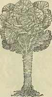 An illustration from Petri Andreae Matthioli Senensis serenissimi Principis Ferdinandi Archiducis Austriae & c., Medici, Commentarii secundo aucti : in libros sex Pedacii Dioscoridis Anazarbei de medica materia. Adiectis quàm plurimis plantarum, & animalium imaginibus quae in priore editione non habentur, eodem authore : his accessit eiusdem apologia adversus Amathum Lusitanum cum censura in eiusdem enarrationes (1558)