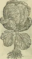 An illustration from Petri Andreae Matthioli Senensis serenissimi Principis Ferdinandi Archiducis Austriae & c., Medici, Commentarii secundo aucti : in libros sex Pedacii Dioscoridis Anazarbei de medica materia. Adiectis quàm plurimis plantarum, & animalium imaginibus quae in priore editione non habentur, eodem authore : his accessit eiusdem apologia adversus Amathum Lusitanum cum censura in eiusdem enarrationes (1558)