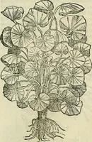 An illustration from Petri Andreae Matthioli Senensis serenissimi Principis Ferdinandi Archiducis Austriae & c., Medici, Commentarii secundo aucti : in libros sex Pedacii Dioscoridis Anazarbei de medica materia. Adiectis quàm plurimis plantarum, & animalium imaginibus quae in priore editione non habentur, eodem authore : his accessit eiusdem apologia adversus Amathum Lusitanum cum censura in eiusdem enarrationes (1558)