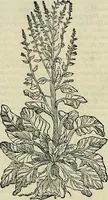 Picture 236 of 711 from Petri Andreae Matthioli Senensis serenissimi Principis Ferdinandi Archiducis Austriae & c., Medici, Commentarii secundo aucti : in libros sex Pedacii Dioscoridis Anazarbei de medica materia. Adiectis quàm plurimis plantarum, & animalium imaginibus quae in priore editione non habentur, eodem authore : his accessit eiusdem apologia adversus Amathum Lusitanum cum censura in eiusdem enarrationes (1558), leaf 381
