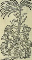 An illustration from Petri Andreae Matthioli Senensis serenissimi Principis Ferdinandi Archiducis Austriae & c., Medici, Commentarii secundo aucti : in libros sex Pedacii Dioscoridis Anazarbei de medica materia. Adiectis quàm plurimis plantarum, & animalium imaginibus quae in priore editione non habentur, eodem authore : his accessit eiusdem apologia adversus Amathum Lusitanum cum censura in eiusdem enarrationes (1558)